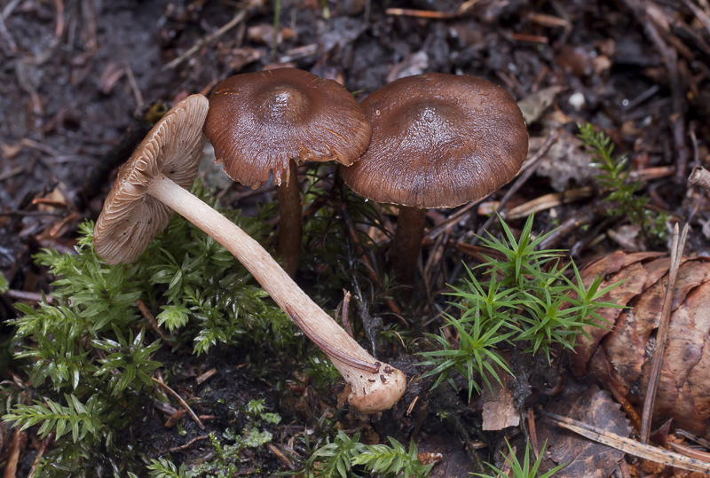 Inocybe napipes